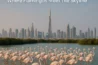 Discover ras al khor – where flamingos meet the skyline