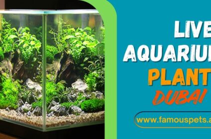 Live aquarium plants